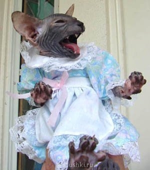 Любимая кошатинка  - 5b1dd4be451f.jpg