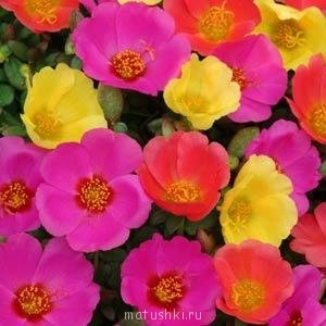 Помогите определить растение - 27b80c74b9956ec748b3ddb118c44217.jpg