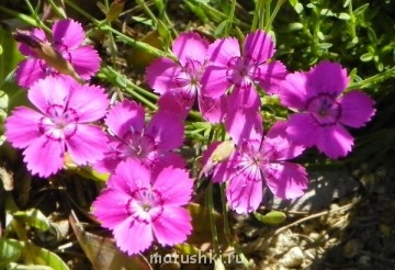 Помогите определить растение - 698696803_6.jpg