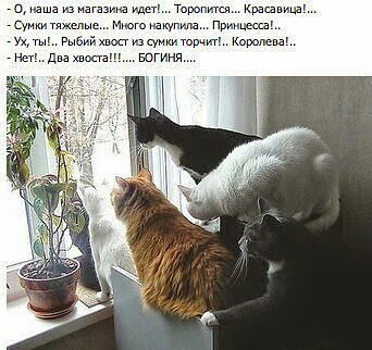 Любимая кошатинка  - ш.jpeg