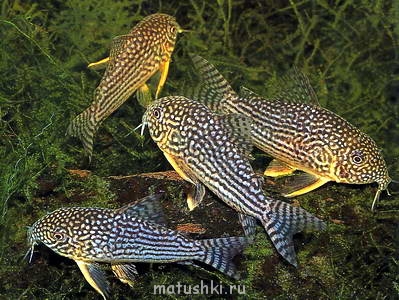 Аквариум. - coridoras.jpg