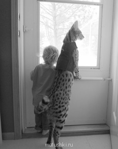 Любимая кошатинка  - vVYqD.jpg