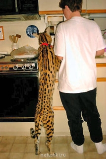 Любимая кошатинка  - sallym_med_med.jpg