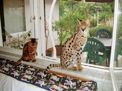 Любимая кошатинка  - j2b_MjN3XI4.jpg