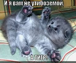 Любимая кошатинка - images1.jpg