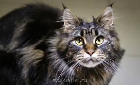 Они прекрасны и удивительны Из жизни животных. - images3.jpg