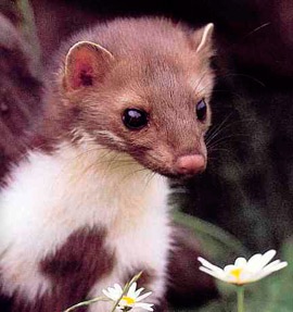 ПРО аватарки обсуждение -2 - image.jpg