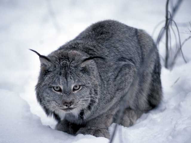 Исполнитель желаний - 0076.jpg