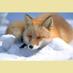 Исполнитель желаний - 3.jpg