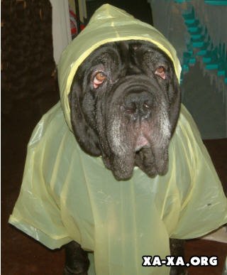 Исполнитель желаний - 1.jpg