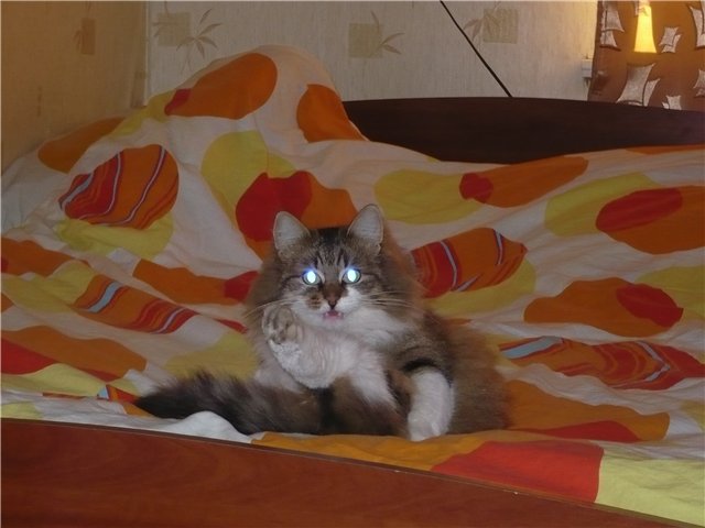 Уж это точно полтергейст... - bc5908f54a6a.jpg