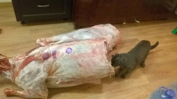 Любимая кошатинка  - WP_20160215_19_22_31_Pro.jpg