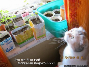 Любимая кошатинка  - kotomatritsa_g (1).jpg