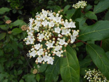 Калина лавролистная