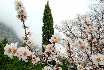 Миндаль. Или персик, они очень похожи. Фото интернета.