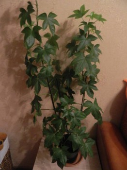 Наши цветы 2 - DSCN6378.jpg