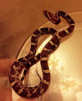 Экзотические животные - IMG_20160218_160947_0.jpg