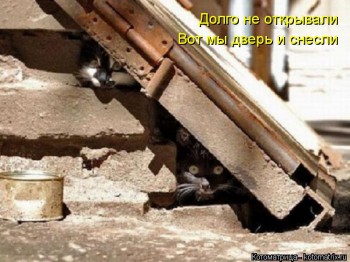 Страшнее кошки зверя нет  - kotomatritsa_j-.jpg