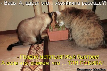 Страшнее кошки зверя нет  - kotomatritsa_BM.jpg