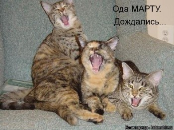 Страшнее кошки зверя нет  - kotomatritsa_Cs.jpg