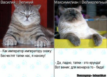 Страшнее кошки зверя нет  - kotomatritsa_0.jpg