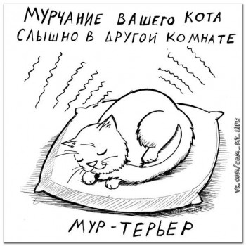 Страшнее кошки зверя нет  - rRYFNOI1Wy4.jpg