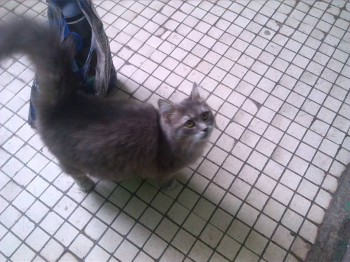 Любимая кошатинка  - IMG_20160223_103748.jpg