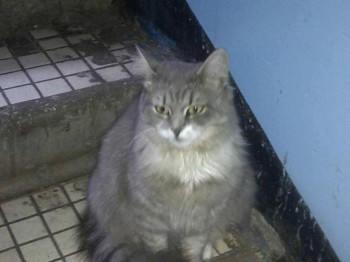 Любимая кошатинка  - IMG_20160224_171501.jpg