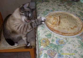 Любимая кошатинка  - кот 1.jpg