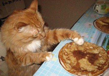 Любимая кошатинка  - кот 3.jpg