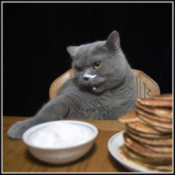 Любимая кошатинка  - кот.jpg