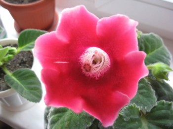 Наши цветы 2 - IMG_5930.JPG