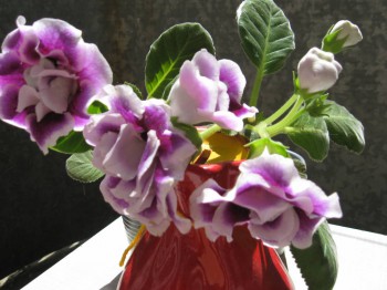 Наши цветы 2 - IMG_6773.JPG