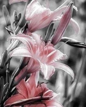 О упокоении р.Б. Надежды, нашей форумчанки Lili Marlen - gaWkHvyVcEE.jpg