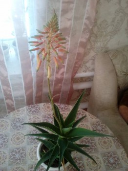 Наши цветы 2 - IMG_20160316_123340.jpg