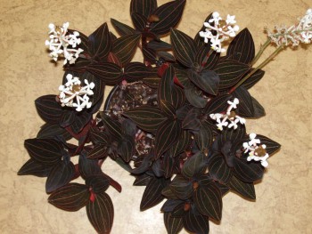 Орхидеи. - 8299585_34885f12.jpg