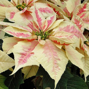 Наши цветы 2 - Euphorbia_pulcherrima_Poansettia_05.jpg