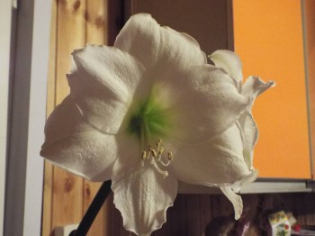 Наши цветы 2 - DSCF1995.JPG