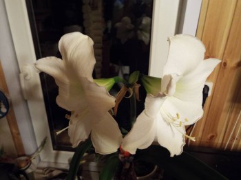 Наши цветы 2 - DSCF2006.JPG