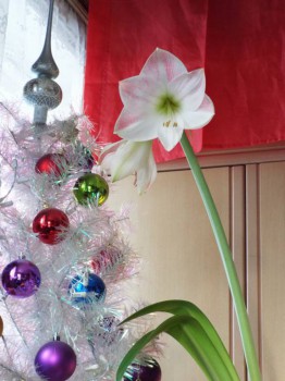 Наши цветы 2 - гипеас.jpg