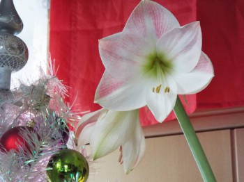 Наши цветы 2 - гипеаструм.jpg