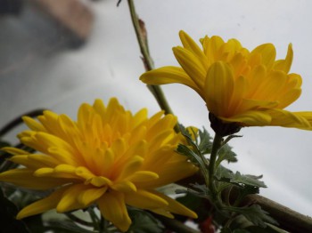 Наши цветы 2 - хризантема.jpg