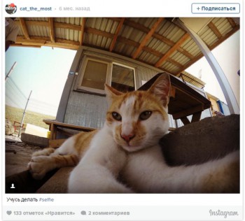 Любимая кошатинка  - g40eMJOzjt4.jpg