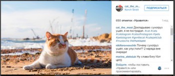 Любимая кошатинка  - m8TYgKZ_1jY.jpg