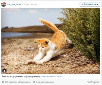 Любимая кошатинка  - Pm_vnz0lat0.jpg