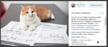 Любимая кошатинка  - Vt4s0k1qvHk.jpg