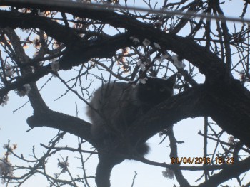 Любимая кошатинка  - IMG_2792.JPG