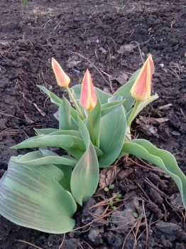 А что у нас с погодой? - 5 - IMG_20160416_193705.jpg