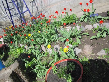 Re: Наши цветы - IMG_4827.JPG