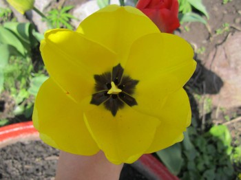 Re: Наши цветы - IMG_4829.JPG